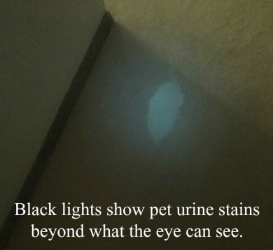 black-light-pet-urine-inspection-a-team-carpet-clean